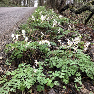 Dutchman's Breeches - native spring ephemeral plant for woodland garden