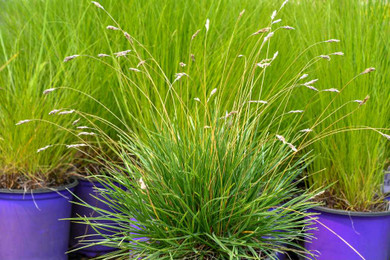 Sesleria 'Tiny Dancer' - short clumping grass for the edges and smaller gardens ⒸIntrinsic Perennial Gardens