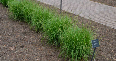Carex sprengelii - ground covering native sedge for slightly moist soils ©Mt.Cuba