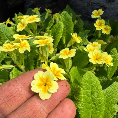 Primula acaulis "larger-flowering form"- small plant for partial shade or shade, goes well with hosta or Epimedium ©US Perennials