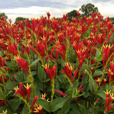 Spigelia marilandica 'Little Redhead' - red flowering perennial ©Walters Gardens