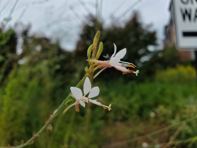 Beeblossom - Gaura longiflora - native biennial with unique wiry structure ©Sam Bahr