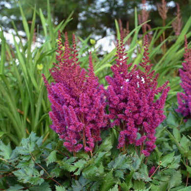 Chinese Astilbe 'Vision in Red' - later blooming astilbe for shade garden ©Walters Gardens