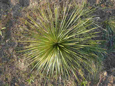 Soapweed Yucca - evergreen long-lived perennial with very narrow leaves ©Matt Lavin