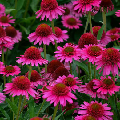 Echinacea x 'Delicious Candy' - dense compact and heavily blooming perennial ©Walters Gardens