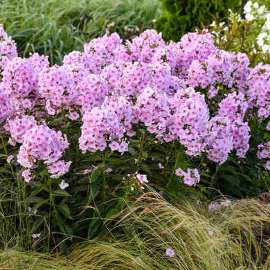Phlox paniculata 'Opalescence' - long flowering perennials ©Walters Gardens