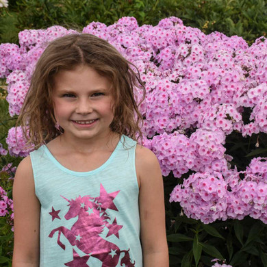 Tall Phlox 'Opalescence' - top performing phlox for a sunny garden ©Walters Gardens