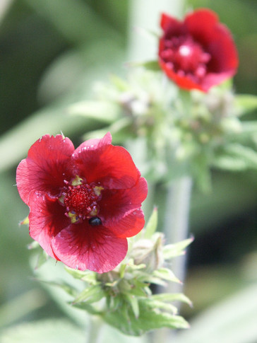 Scarlet Cinquefoil 'Monarch's Velvet' - selection of a native plant from the mountains of Arizona and New Mexico, with high value for native bees ©US Perennials