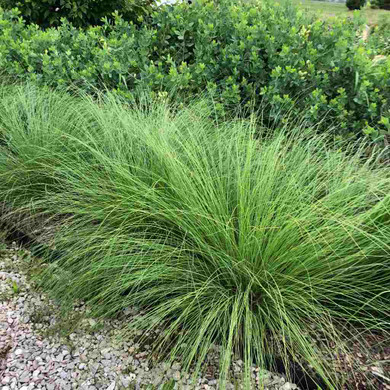 Tall Dropseed - sun loving native grass (picture shows similar S. heterolepis) ©US Perennials