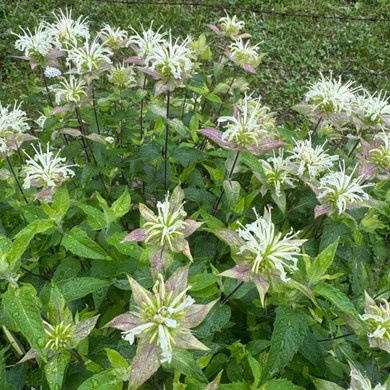 Monarda luteola 'Coconut Lime' in the flowering peak in May/June ©US Perennials