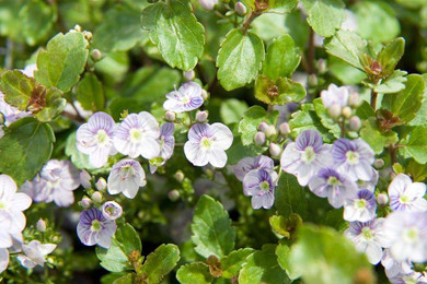 Veronica 'Waterperry Blue'- creeping perennial for the edges of sunny beds, rock gardens or troughs ⒸDavid J Stang