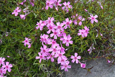Phlox subulata 'Rosendorfer Beauty' - creeping phlox with pinkish-rosy flowers in the spring ⒸAnneli Salo