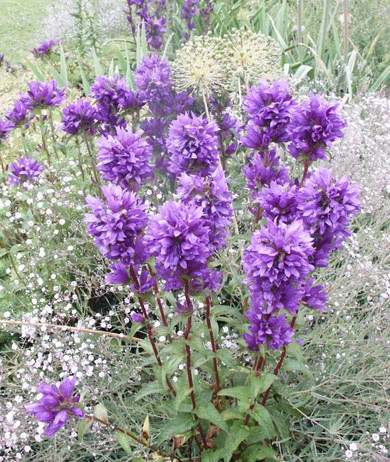 Clustered Bellflower Freya - rich blooming bluebell for sunny garden ©US Perennials