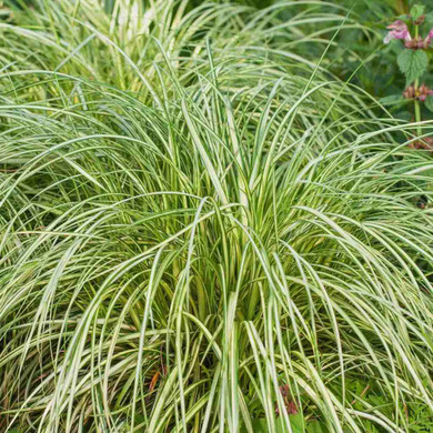 Carex 'Moon Falls' can be used in masses, planted around trees in partial sun or partial shade ©Emerald Coast Growers