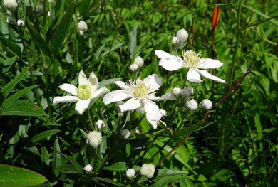 Clematis hexapetala 'Mongolian Snowflakes' - non-climbing perennial for sunny or halfshade garden ©yakovlev.alexey