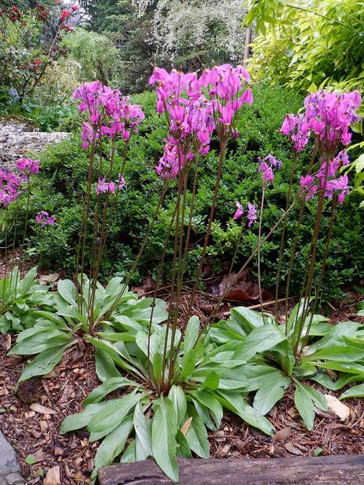 Shooting Star 'Goliath' - native spring ephemeral that goes well with hosta ©Hannes wilms