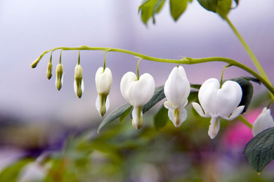Dicentra spectabilis 'Alba' - charming spring perennial for half shade or shade garden ©David J. Stang