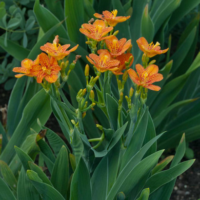 Iris domestica 'Freckle Face' - valuable for summer blooming period, adaptability and deer resistance ©Walters Gardens