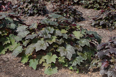 Heuchera americana 'Palace Purple' - good performing coral bell with somewhat ground growth ©Mt. Cuba