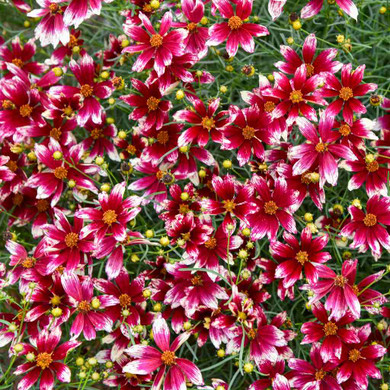 Threadleaf Tickseed 'Heartstrings' - deer and rabbit resistant perennial with long flowering season ©Walters Gardens