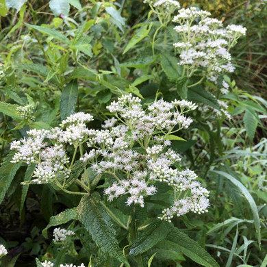 Boneset - Eupatorium perfoliatum - perennial with fragrant flowers, deer resistant plant