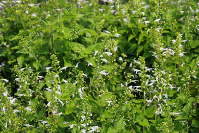 Salvia coccinea 'Snow Nymph' -  easy to grow plant with very long flowering season ©David J. Stang