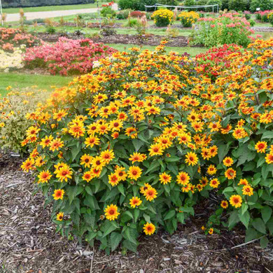 Heliopsis 'Sundial' - pollinator friendly nativar and easy to grow showy perennial ©Walters Gardens