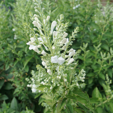 Downy Scullcap 'Prairie Snow' - native perennial for deer resistant planting ©North Creek Nursery