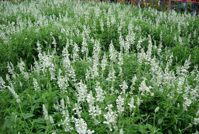 Mealy Sage 'Victoria Blue' - nativar with very long blooming period ©Memes