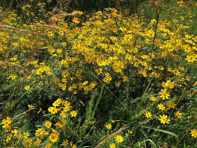 Swamp Marigols - late blooming annual that likes wet feet ©Famartin