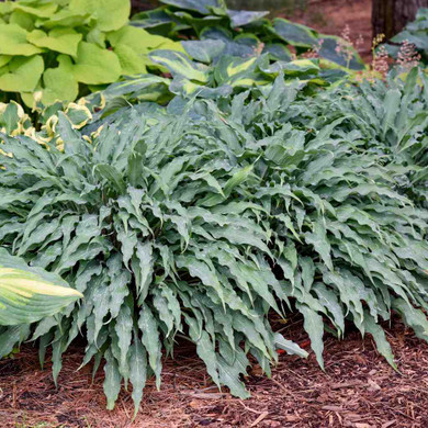 Hosta 'Silly String' - unique looking ground covering hosta ©Walters Gardens
