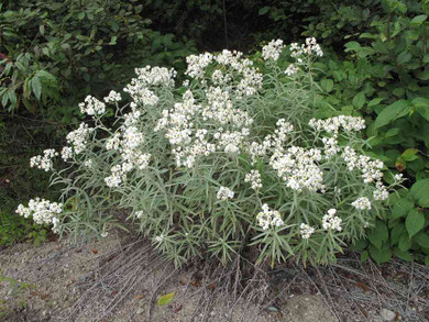 Pearly Everlasting - deer, rabbits, drought and heat resistant perennial © de l'Université Laval
