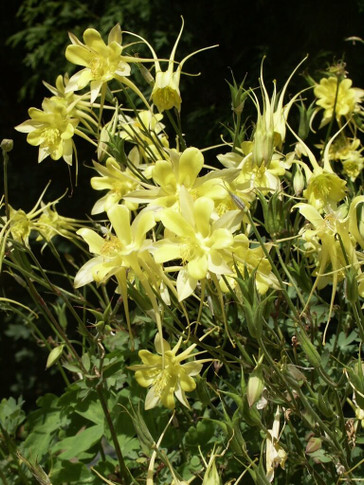 Aquilegia chrysantha - very showy perennial for half shade
