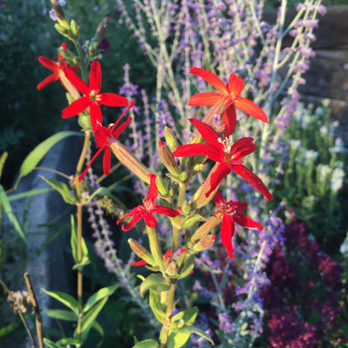 Silene regia - red-flowered perennial meets Perovskia in bloom ©US Perennials