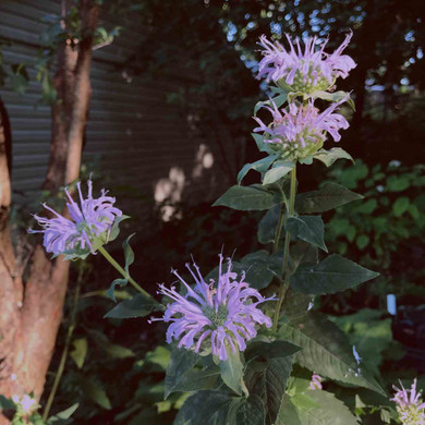 Purple Bergamot - Monarda media - summer perennial and native wildflower