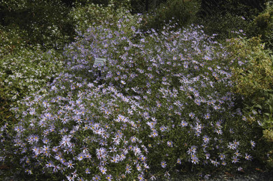 Aster turbinellus - Prairie aster - adaptable native perennial, showy mounding and great for wildlife
