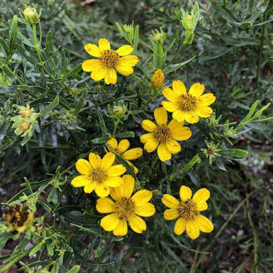Coreopsis palmata - Prairie Tickseed - drought and deer tolerant native perennial
