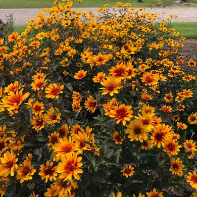 Heliopsis - False Sunflower 'Burning Hearts - good pollinator plant and easy to grow showy perennial ©US Perennials