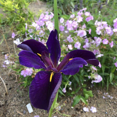 Louisiana Iris 'Black Gamecock' - superb perennial for moist to boggy sois and deer and rabbit resistant plant