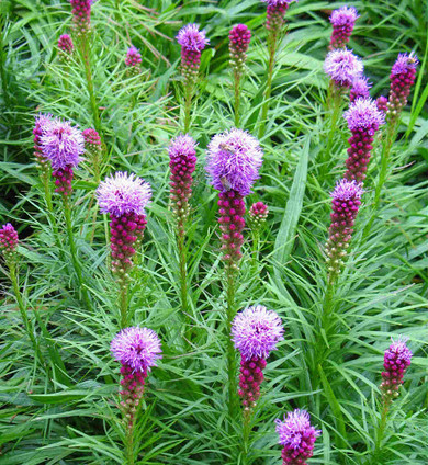 Liatris spicata -  Dense Blazingstar - drought and clay soil tolerant perennial