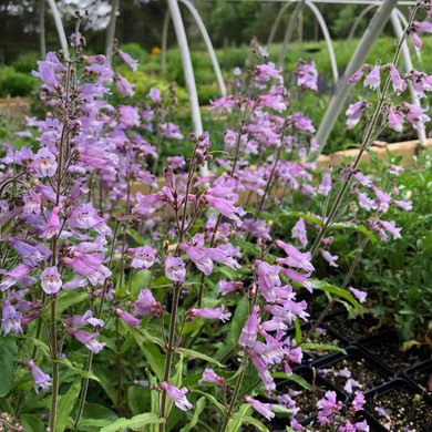 Penstemon canescens - Eastern Gray Beartongue - deer resistant native wildflower ⒸUS Perennials
