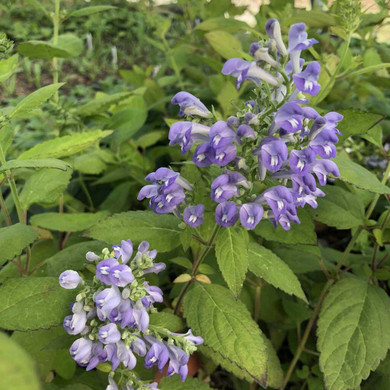 Downy Scullcap - native perennial for deer resistant planting ©US Perennials