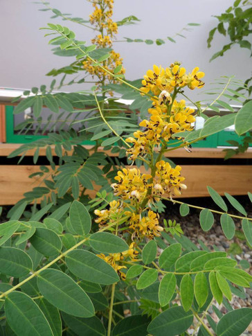 Wild Senna - Senna hebecarpa - native perennial for bumblebees and other useful insect