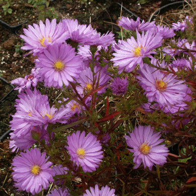 Aster novi-belgii 'Autumn Rose' - Michael's Aster 'Autumn Rose' - late summer and early fall perennial