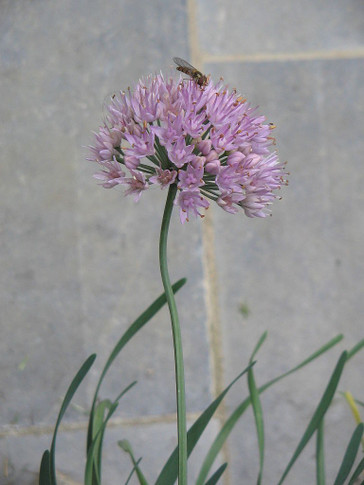 Allium stellatum - Prairie onion - showy and modest plant for drier soil, pollinator's favorite