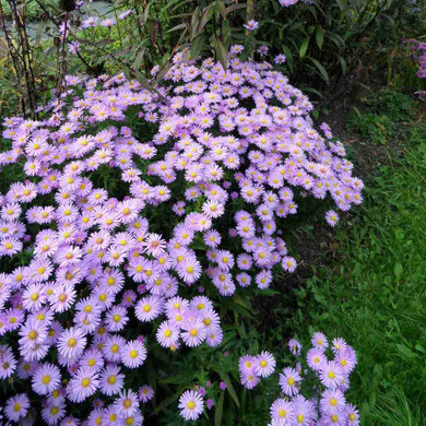 Aster novi-belgii 'Isis' - pink flowering fall perennial for sunny border