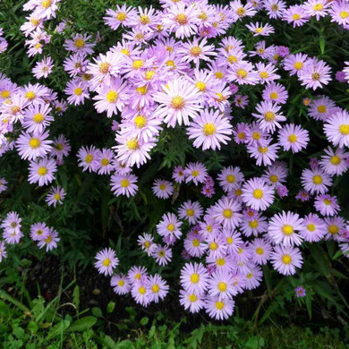 New York Aster 'Isis' -  a bit healthier cultivar, but we still recommend plant it in cooler areas with cooler summer night temperatures