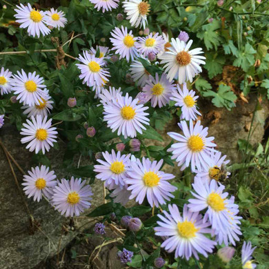 Aster 'Royal Opal' - fall flowering perennial with soft lavender blue flowers