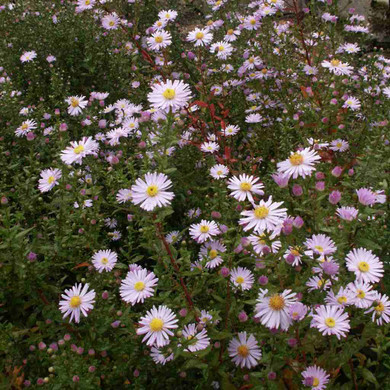 New York Aster 'Sam Banham' - tall cultivar with pinkish flowers, vital perennial