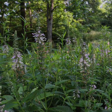 American Germander - Teucrium canadense - wild perennial for natural areas, wet ditches or meadows and water bodies banks